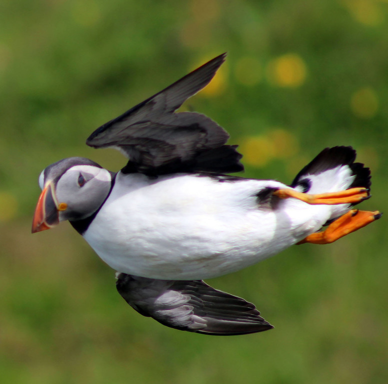 puffin flight
